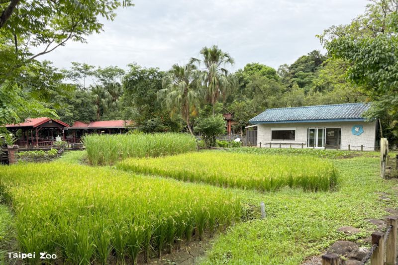 從一畝水田，看見世界的呼吸，2月2日世界溼地日十周年，臺北市立動物園邀請大小朋友走進農田、走近自然